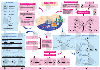 C13 AMINES.pdf